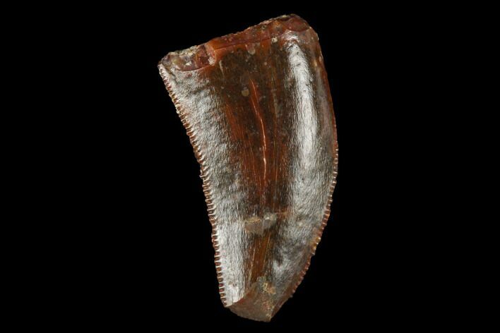 Serrated, Raptor Tooth - Real Dinosaur Tooth #173521